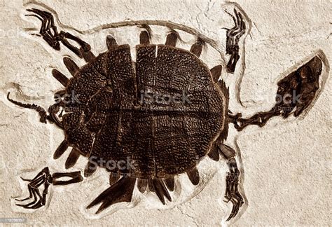 Ancient Turtle Fossil Stock Photo Download Image Now Fossil Turtle