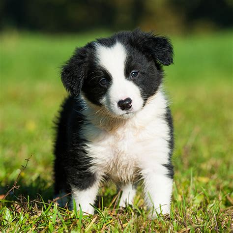 27 Border Collie Puppies For Sale In Southern California Pic