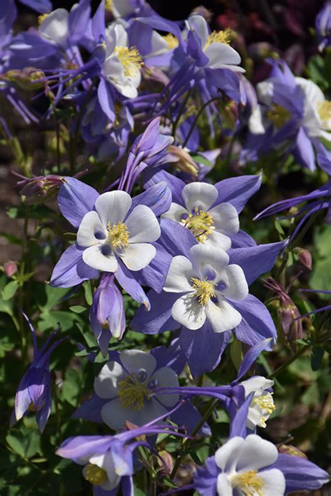 Maybe you would like to learn more about one of these? Songbird Blue Jay Columbine (Aquilegia 'Blue Jay') in ...
