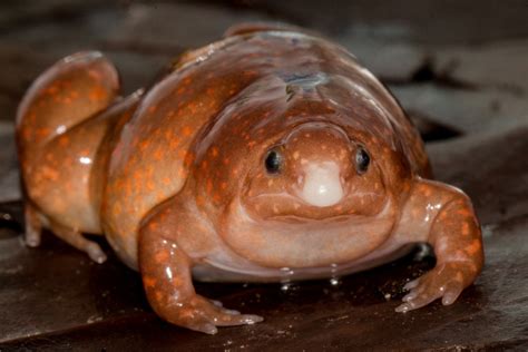 Newly Discovered Frog In Amazon Rainforest Could Already Be At Risk Of