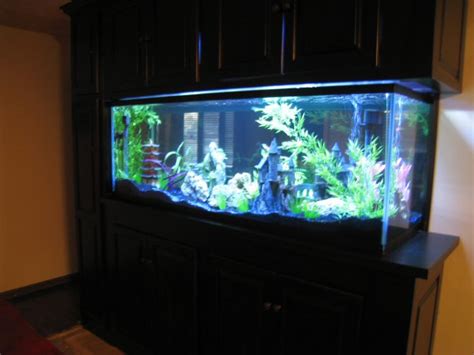 My 180 Gallon In Wall Aquarium Made From Starphire Glass