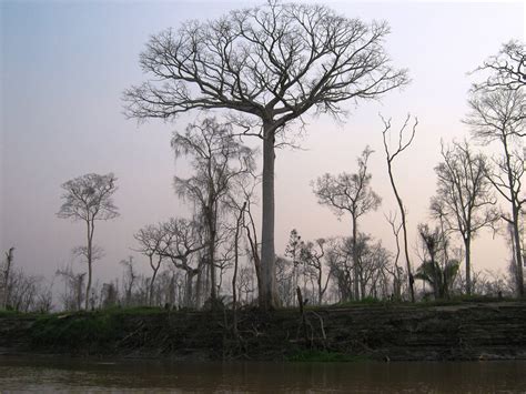 Amazon Tree Diversity Faces Staggering Threats But There