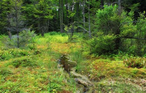 Free Images Tree Creek Wilderness Hiking Trail Meadow Summer
