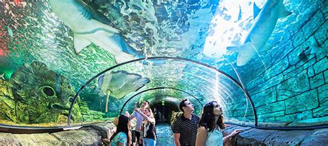 Visit The Amazing Sydney Aquarium Original Backpackers Hostel