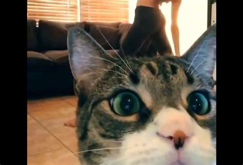 Cute Cat Milo Flipping Video Camera During Yoga Recording Video