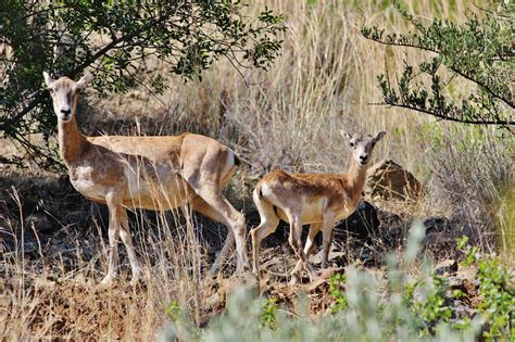 Biodiversity Of Cyprus By Ngo Protection Of The Natural Heritage And