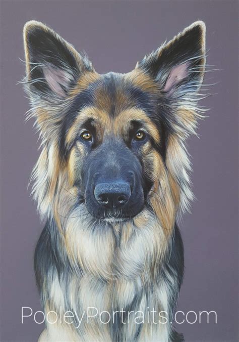 German Shepherd Dog A4 Pet Portrait Painting By Pooley Portraits Pet
