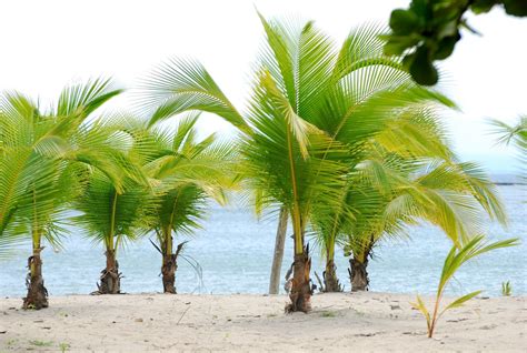 The Spreading Of The Coconut Palms Tourist Maker