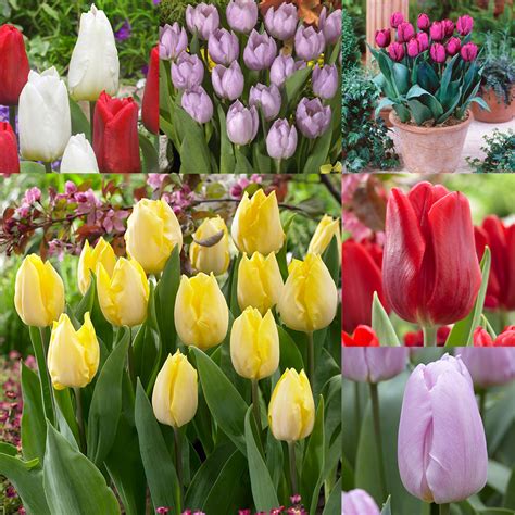 Tulip Prince Collection Mirror Garden Offers