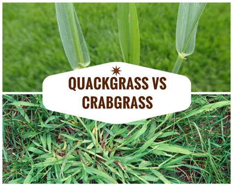 Quackgrass Vs Crabgrass Identification Differences With Pictures My