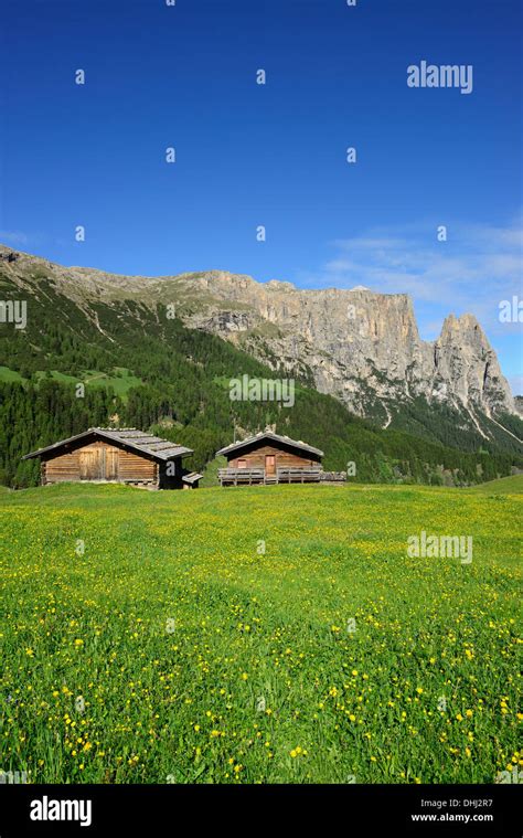 Flowering Meadow And Hay Barns In Front Of Schlern And Rosszaehne