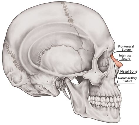 Nasal Bone The Definitive Guide Biology Dictionary