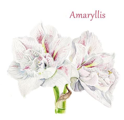 Botanical Illustration Amaryllis On Behance Amaryllis Botanical
