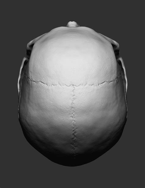 Artstation European Male Skull Amanda Marson Neck Muscle Anatomy