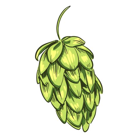 Green Hops Drawn Transparent Png And Svg Vector File