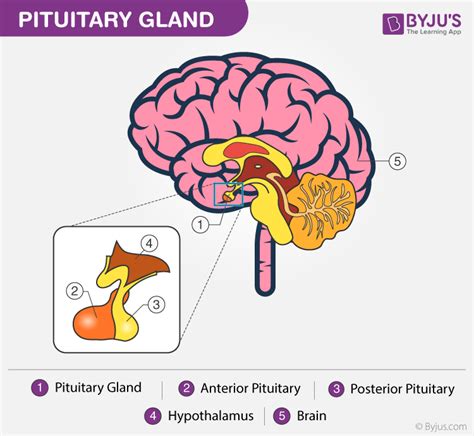 Diagram Of Hypothalamus And Pituitary