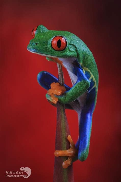Red Eyed Tree Frog Climbing By Angiwallace On Deviantart Red Eyed Tree Frog Tree Frogs Frog