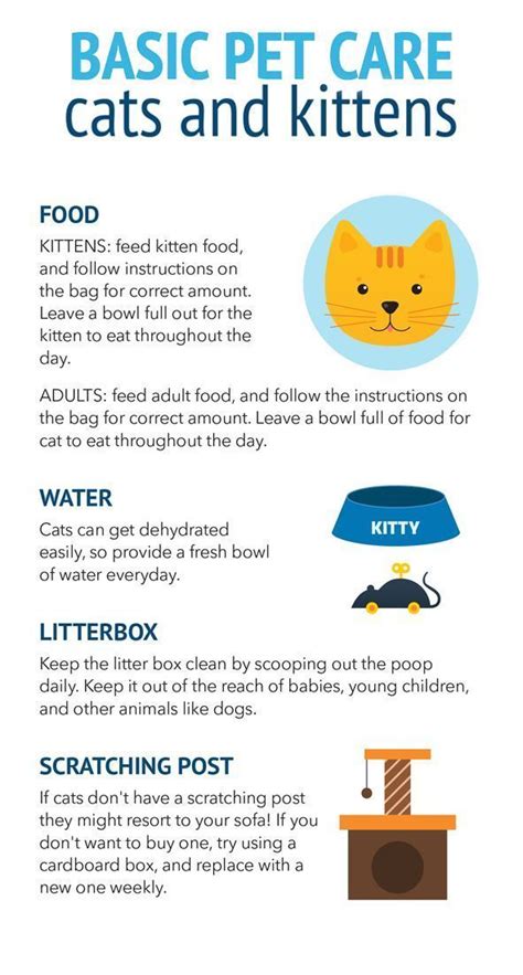 First Time Cat Owner Check Out This Guide On How To Provide Basic Care For Your New Cat Or