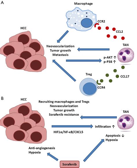 Tumor Associated Neutrophils An Emerging Player In The Immune
