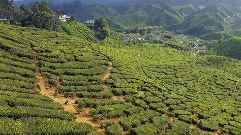 The cameron highlands is 200km north of kuala lumpur. Theeplantages in de Cameron Highlands in Maleisië - Where ...