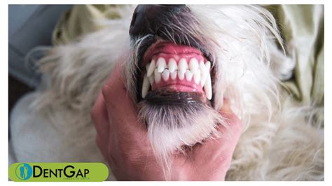 Maybe you would like to learn more about one of these? Dog Teeth Cleaning: How to take care of your dog's teeth?