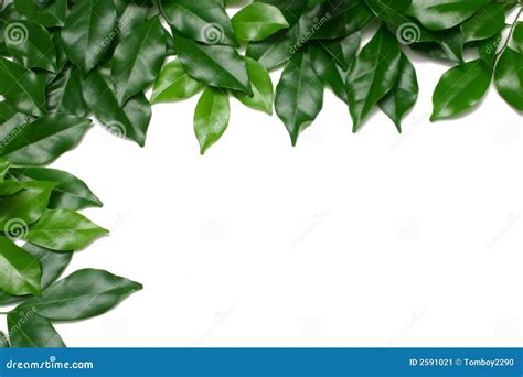 Leafy Border Stock Image Image Of Nature Green Isolated 2591021
