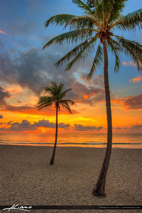 Hollywood Beach South Florida Sunrise Coconut Palm Royal Stock Photo