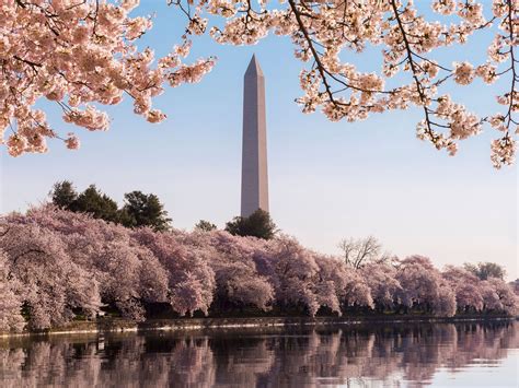 Celebrate Dcs Cherry Blossom Festival At These Hotels Condé Nast