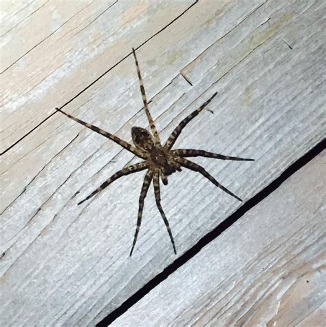 Dark Fishing Spider Dolomedes Tenebrosus North Carolina 989x993 Oc