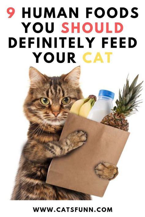 9 Human Foods You Should Definitely Feed Your Cat In 2020 Best Cat