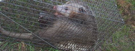 What Is The Best Bait To Trap An Opossum