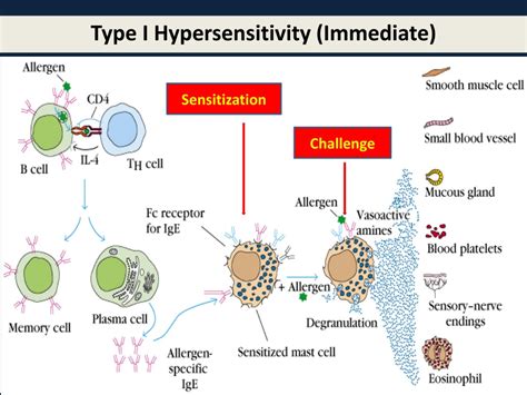 Ppt Hypersensitivity Reactions Powerpoint Presentation Free Download