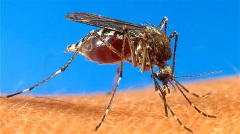 Chikungunya Virus Keeps Spreading To Various Parts Of Caribbean And