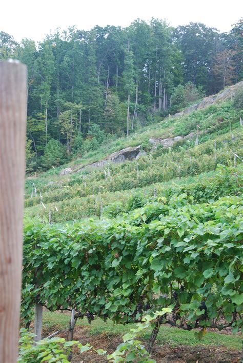 Grandfather vineyard and winery produces a variety of wines in a relaxing setting beside the watauga river near the base of grandfather mountain. Grandfather Vineyard and Winery, NC | North carolina homes ...