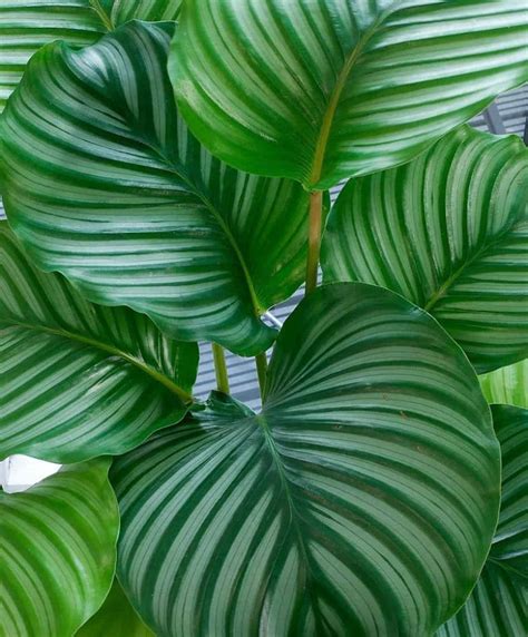 9 Stunning Big Leaf Plants You Need Paisley Plants