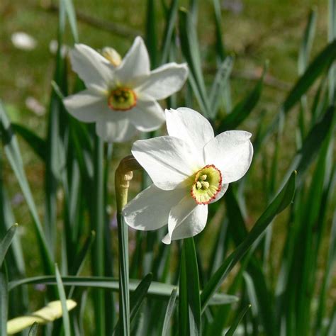 Dichternarzisse Narcissus Poeticus Recurvus