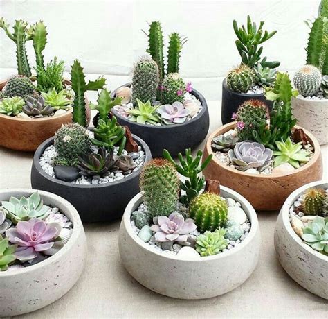 Mini jardin de cactus jardim de suculentas flor de cacto. Hermoso!!😍 | Jardinería en macetas, Plantas, Suculentas