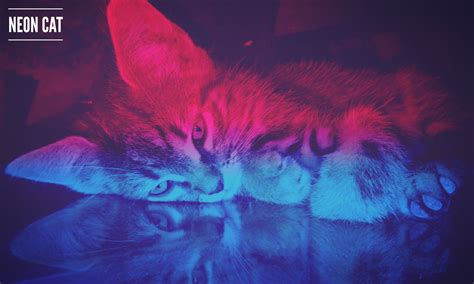 Use them in commercial designs under lifetime, perpetual & worldwide rights. Gray cat, cat, neon HD wallpaper | Wallpaper Flare