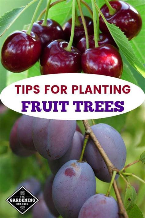 Maybe you would like to learn more about one of these? Tips for Planting Fruit Trees - Gardening Channel