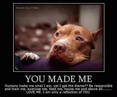 Pit Bull Quotes About Love Quotesgram