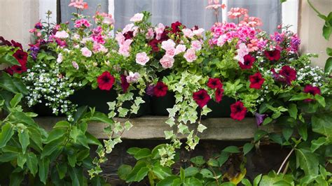 Some can take the drought conditions of texas while others appreciate the daily sprinklings common to other areas of the south. Top 7 Flowering Container Garden Plants for Sunny Spots