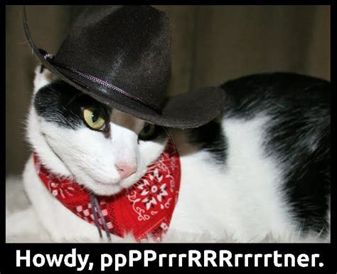Cowboy Cat Funny Cat Memes Great Cat Cute Animals