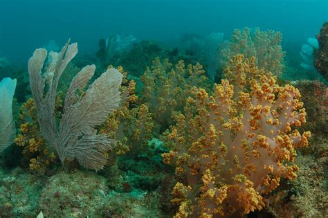 무료 이미지 Beautiful Reefs 대양 암초 수중 해양 생물학 유기체 자연 환 경 돌이 많은 산호초