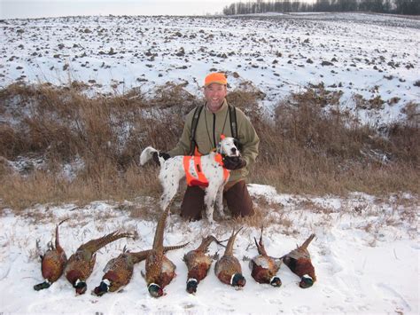 Willmar And Benson Mn Pheasant Hunt