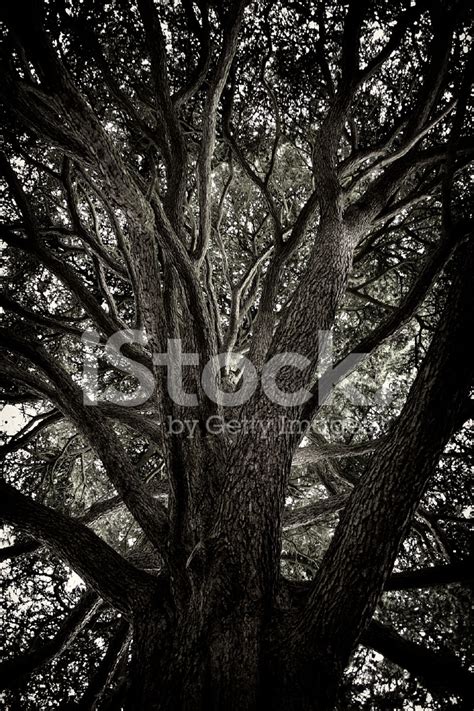 Looking Up At An Ancient Tree - Black And White Stock Photo | Royalty ...
