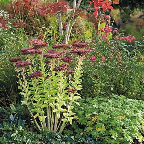Online mail order and personal shopping. Tall sedum, this easy-care perennial, shines in fall but ...