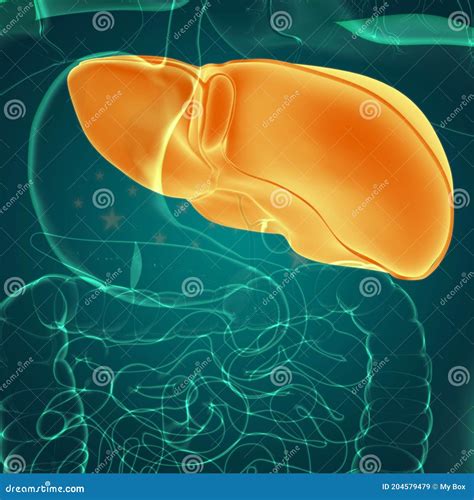 Liver 3d Illustration Human Digestive System Anatomy Stock Illustration