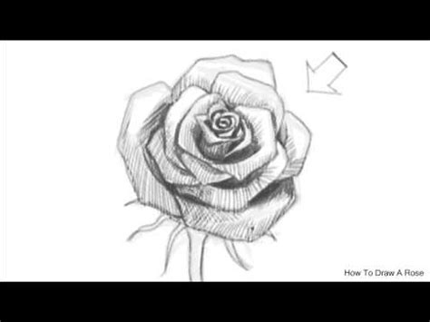 How to draw, draw step by step, draw anime, draw people, learn how to draw, drawing tutorials, draw dragons, draw tattoos, draw cars welcome to dragoart's free online drawing tutorials for kids and adults. How to Draw an Open Rose | How to draw a Rose - YouTube