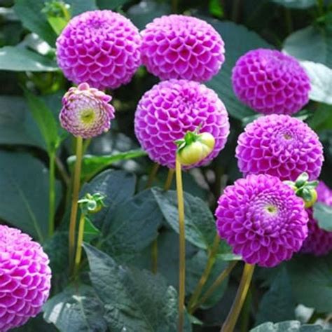 We did not find results for: Pom Pom Dahlias | ดอกไม้
