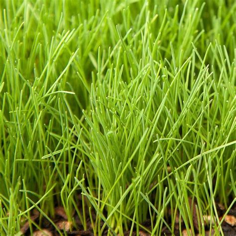 Creeping Red Fescue Seed Lb Fescue Grass Seed Growing Grass